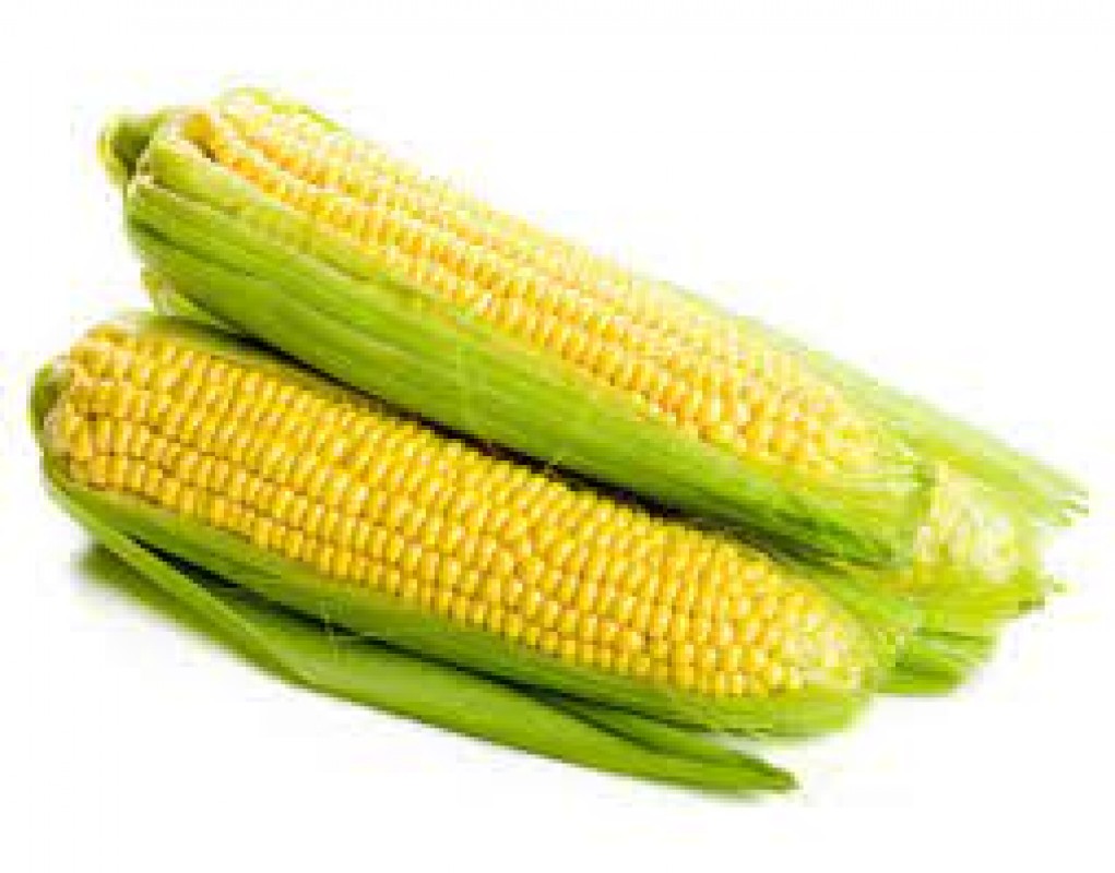 SWEET CORN from India